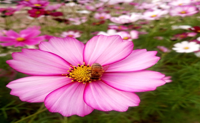 春暖花开