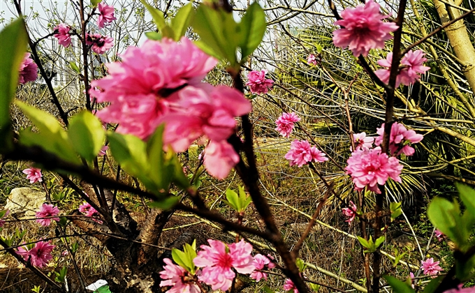 又是一年春草绿，桃花依旧笑春风---何建民