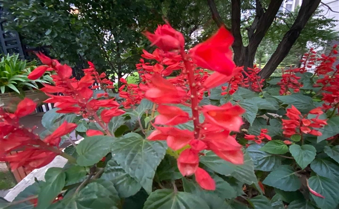 郝芊葑：红火