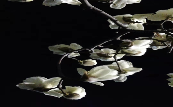摄影：玉兰迎春 花俏枝头