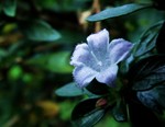无名花  赵迎迎摄影作品