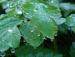 水珠 范建国摄影作品