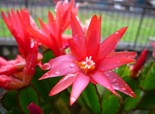 范建国摄影：生如夏花