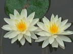 荷花盛开(杨建华摄影作品）