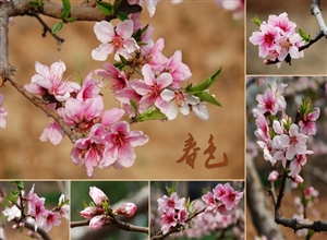 春色 吴曙光摄影作品