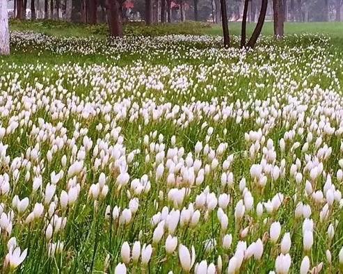 花海 王淑梅摄影作品