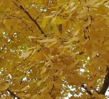 树叶黄了 陈小艳摄影作品