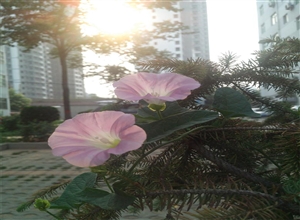 清晨的怒放 刘晓侠摄影作品