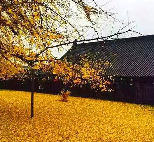满地尽是黄金叶 陈娜摄影作品