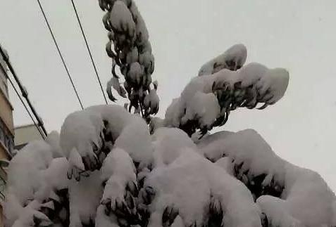 爬满枝头 刘合清摄影作品