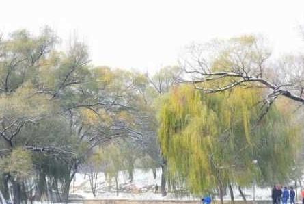 初雪景之一二 帖瑛摄影作品