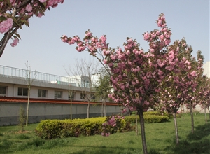 美丽樱花尽绽放 张冬梅摄影作品