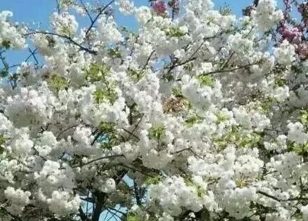 纯洁之花 吴鹏程摄影作品