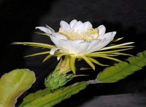 昙花一现 杨阳摄影作品