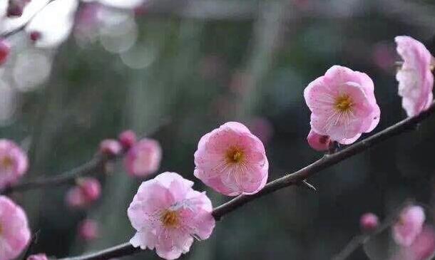 桃花  王萌摄影作品