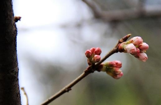 花枝俏  王红森摄影作品