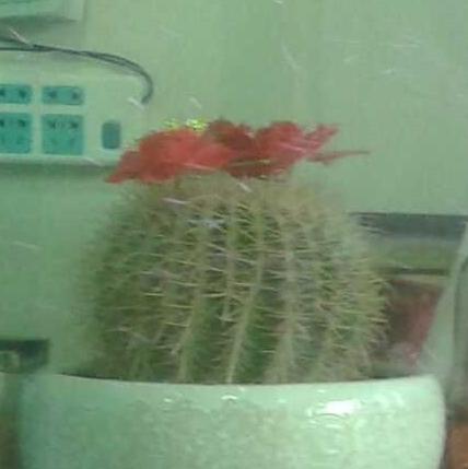 头上戴花 任爱英摄影作品