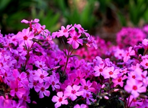 《芝樱花》摄影：李新文