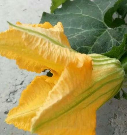 南瓜花开 刘合清摄影作品