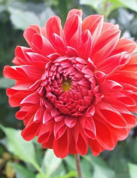 花 杨洋摄影作品