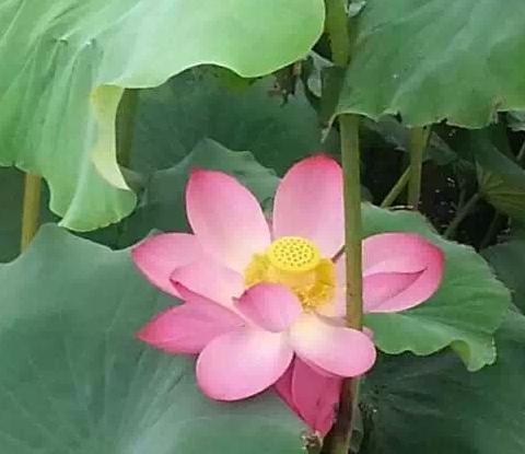 芬芳莲花 刘合清摄影作品