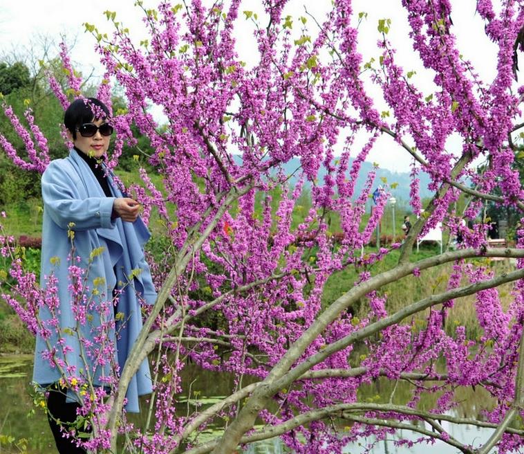 樱花溢香
