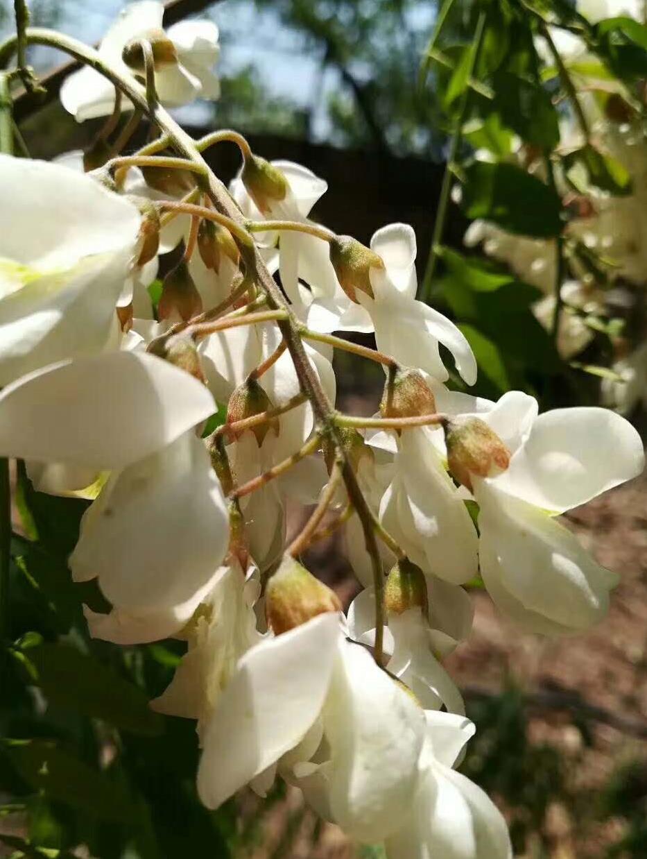 洁白无瑕的槐花-赵小宁