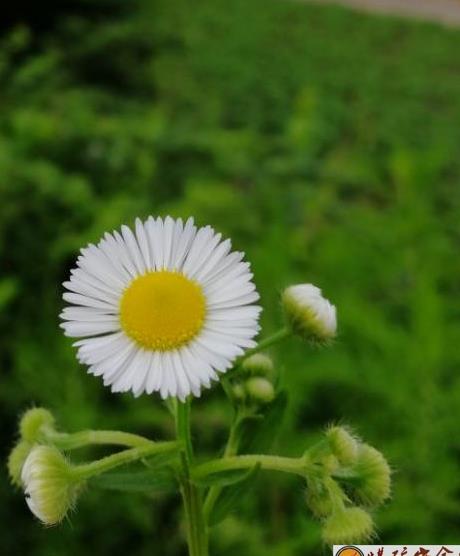 太阳花
