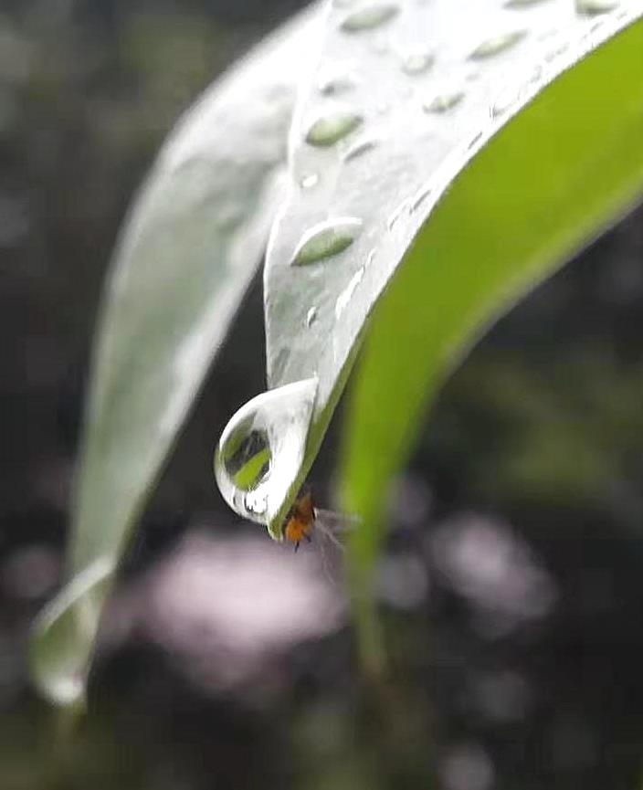 雨滴-赵恩祥