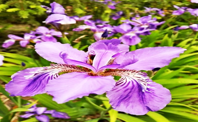 花香四溢-苟肖伟